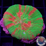 Homophyllia australis „Bleeding Apple“ WYSIWYG