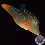 Canthigaster solandri „Augenfleck-Spitzkopf-Kugelfisch“