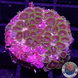 Krustenanemonen „Purple Hearts“ WYSIWYG „AD Special“