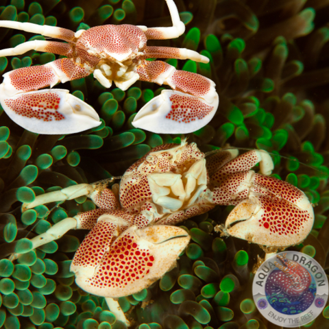 Neopetrolisthes maculatus „Porzellankrebs“ Paar