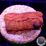 Leptoseris spp. „Gold Lab“