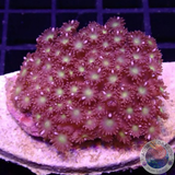 Goniopora spp. „Flash“ WYSIWYG „AD Special“