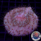 Fungia spp. „Didi“ WYSIWYG