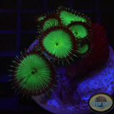 Krustenanemonen „Nuclear D. & Clam“ WYSIWYG