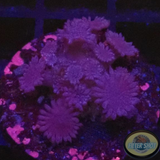 Goniopora spp. „Purple Flower“
