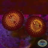 Krustenanemonen „Picollo“