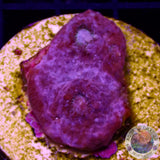 Echinophyllia spp. „Killer Flamingo“ WYSIWYG