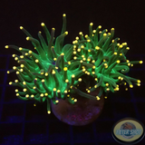 Euphyllia glabrescens „Rastafari“ WYSIWYG „AD Special“