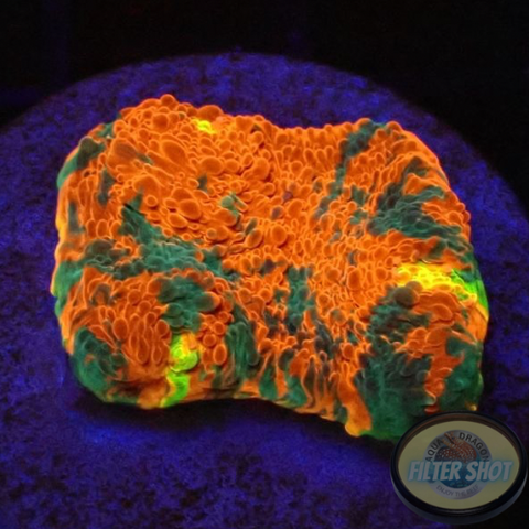 Echinophyllia aspera 🌈 „Rainbow Bugatti“ WYSIWYG