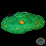 Echinophyllia spp. „Kano“ WYSIWYG „AD Special“