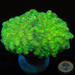 Euphyllia yaeyamaensis „Orange Touch“ WYSIWYG „AD Special“