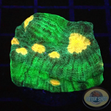 Echinophyllia spp. „Alien Spice“ WYSIWYG