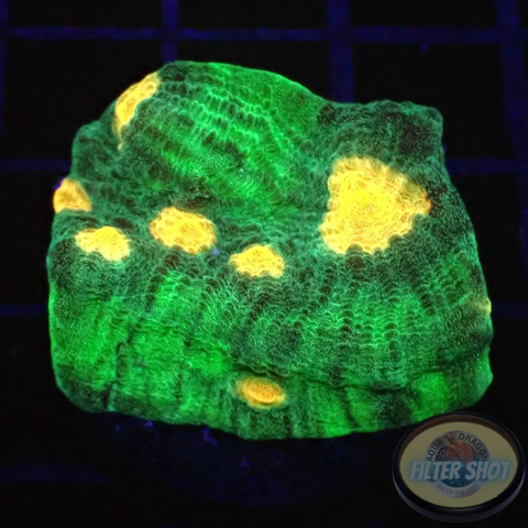 Echinophyllia spp. „Alien Spice“ WYSIWYG
