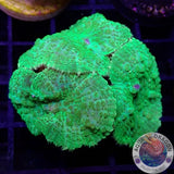 Rhodactis spp. „Toxic“ WYSIWYG