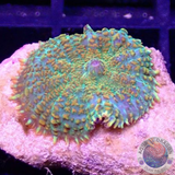 Rhodactis spp. „Tequila Sunrise“ AD Special