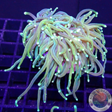 Euphyllia glabrescens „Sun God“