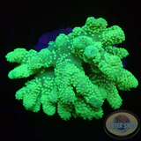 Sinularia spp. „Toxic Stars“