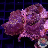 Discosoma spp. „Interstellar“ Preis pro Polyp