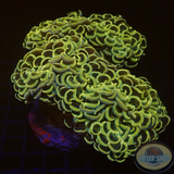 Euphyllia ancora „Golden Hammer“ WYSIWYG „AD Special“