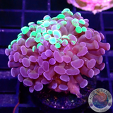 Euphyllia glabrescens „Grafted Voodoo“ WYSIWYG „AD Special“
