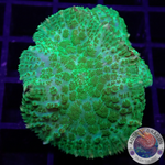 Rhodactis spp. „Toxic“ WYSIWYG