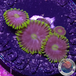 Krustenanemonen „Corona“ WYSIWYG