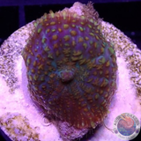 Rhodactis spp. „Monet“ WYSIWYG „AD Special“