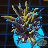 Euphyllia glabrescens „RAW“ AD Special