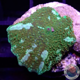 Discosoma spp. „Painted Jaw“