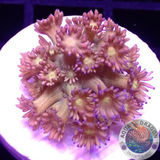 Goniopora spp. „Juicy P“ „AD Special“