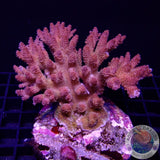 Acropora hyacinthus „Tierra del Fuego“ WYSIWYG