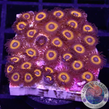 Krustenanemonen „Johnny Pumpkin“ 🎃
