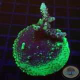 Acropora spp. „Toxic Rim“ WYDIWYG