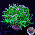 Euphyllia glabrescens „Tripple Holy“
