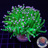 Euphyllia glabrescens „Tripple Holy“