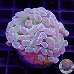Euphyllia baliensis “Rainbow Hologram”