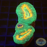 Lobophyllia spp. „Pumpkin Garden“ WYSIWYG