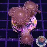 Krustenanemonen „Campfire“ WYSIWYG „AD Special“