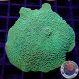 Rhodactis spp. „Lime“ 🍋‍🟩 WYSIWYG