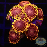 Krustenanemonen „Koala Eye“ AD Special