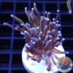 Euphyllia glabrescens „RAW“ AD Special