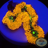 Ricordea florida „Shyne“ WYSIWYG „AD Special“