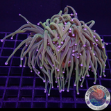 Euphyllia glabrescens „Holy Rapunzel“ WYSIWYG