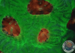Favia spp. „Candy Corn“ WYSIWYG