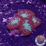 Krustenanemonen „Chemical Romance“ WYSIWYG