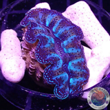 Tridacna crocea WYSIWYG