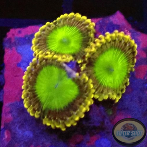 Krustenanemonen „Electric Oompa Loompa“ AD Special