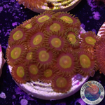 Krustenanemonen „King Midas“ WYSIWYG
