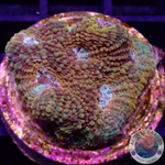 Acanthastrea echinata „True Eyes“ WYSIWYG „AD Special“