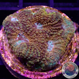 Acanthastrea echinata „True Eyes“ WYSIWYG „AD Special“